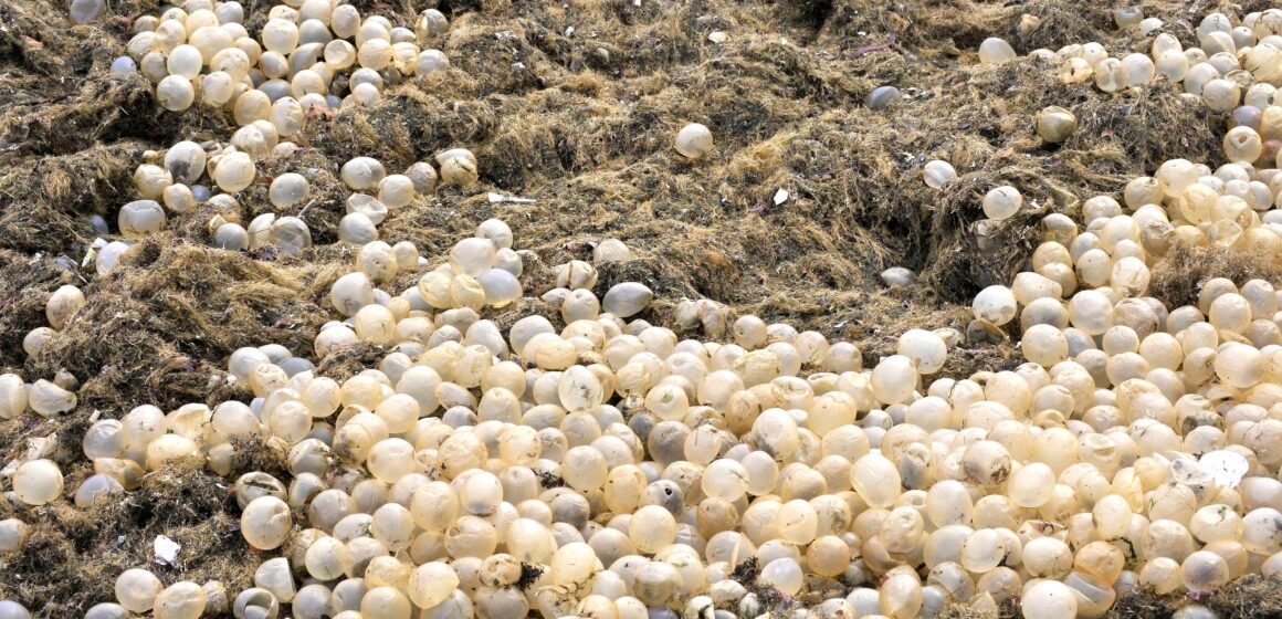 VMBI675675GTDMZGDBM6Y2TMDA Miles de Huevos de Caracol Aparecen en las Playas y Sorprenden a los Turistas