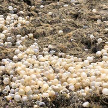 Miles de Huevos de Caracol Aparecen en las Playas y Sorprenden a los Turistas