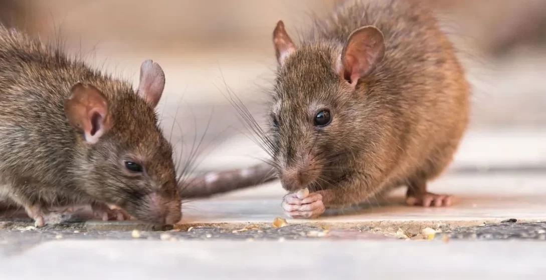 Preocupación sanitaria en Buenos Aires: una niña murió por hantavirus y refuerzan los controles
