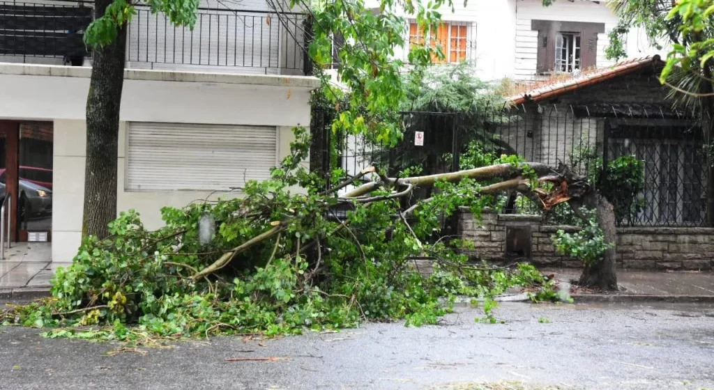 El temporal causó destrozos en distintos puntos de la ciudad: cayó un árbol y también un andamio