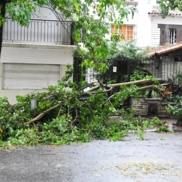 El temporal causó destrozos en distintos puntos de la ciudad: cayó un árbol y también un andamio