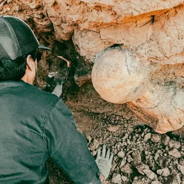 pererooror Encontraron restos fósiles de un perezoso gigante en la costa de Santa Clara del Mar