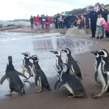 Un reconocido acuario en quiebra salió a vender pingüinos por millones de dólares