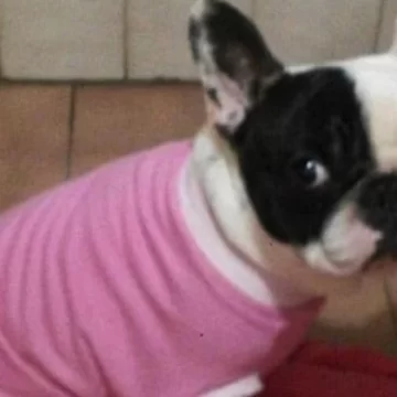 Indemnización millonaria por la muerte de una perra en una peluquería canina