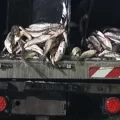 Incautaron 20 toneladas de pescado sin control sanitario que iban rumbo a Mar del Plata
